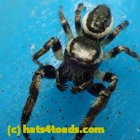 /home//u458753944/public_html/sourcegallery///////Insects and small critters/spiders and kin (Arachnida)/P8140162.JPG